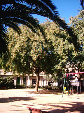 plaça de Les Palmeres