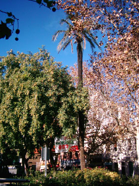 plaça de Les Palmeres