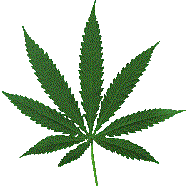 Coses que s'han de saber sobre el Cannabis