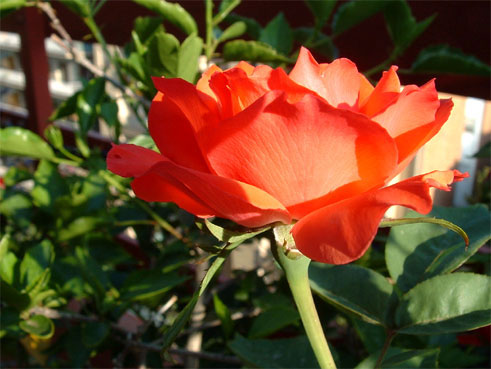 rosa que envia la Magda Juv&eacute;